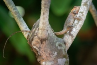Lepojester pestry - Calotes versicolor - Oriental Garden Lizard o0640